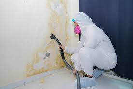 Best Attic Mold Removal  in Northbrook, OH